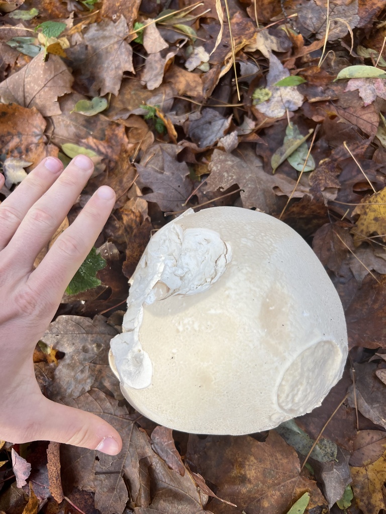 Calvatia gigantea · October 2025 · photo: © ryman56 (iNaturalist, cc0)