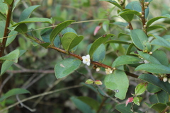 Symplocos theiformis