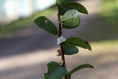 Symplocos theiformis