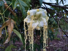 Hodgsonia macrocarpa