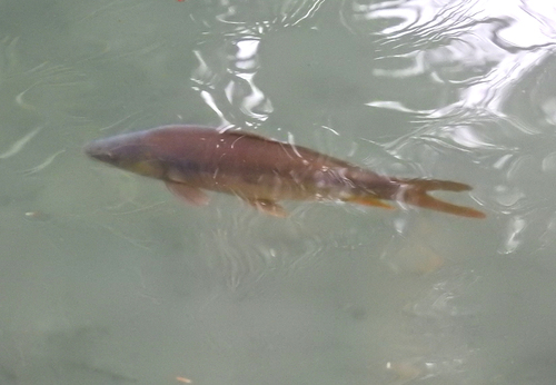 Cyprinus carpio