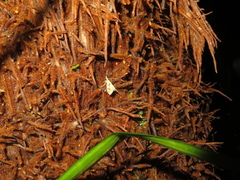 Glaucocharis selenaea