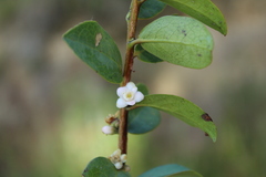 Symplocos theiformis