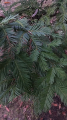 Sequoia sempervirens