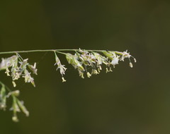 Poa ensiformis