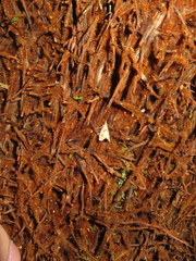 Glaucocharis selenaea