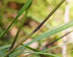 Poa ensiformis