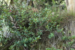 Symplocos theiformis