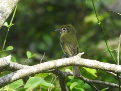 Rhynchocyclus brevirostris