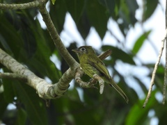 Rhynchocyclus brevirostris