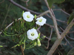 Ipomoea intrapilosa