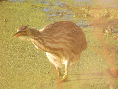 American Bittern photographed in Ohio