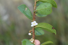 Symplocos theiformis