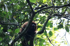 Alouatta guariba