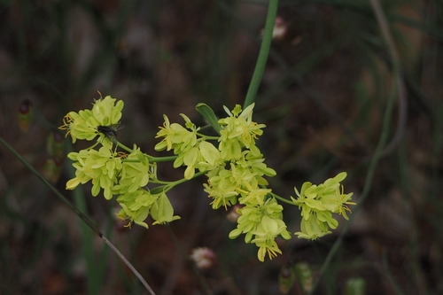 Glischrocaryon aureum, 2025-10-28