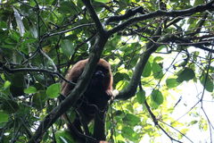 Alouatta guariba