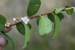 Symplocos theiformis