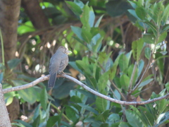 Melozone fusca