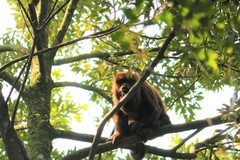 Alouatta guariba