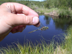 Somatochlora hudsonica