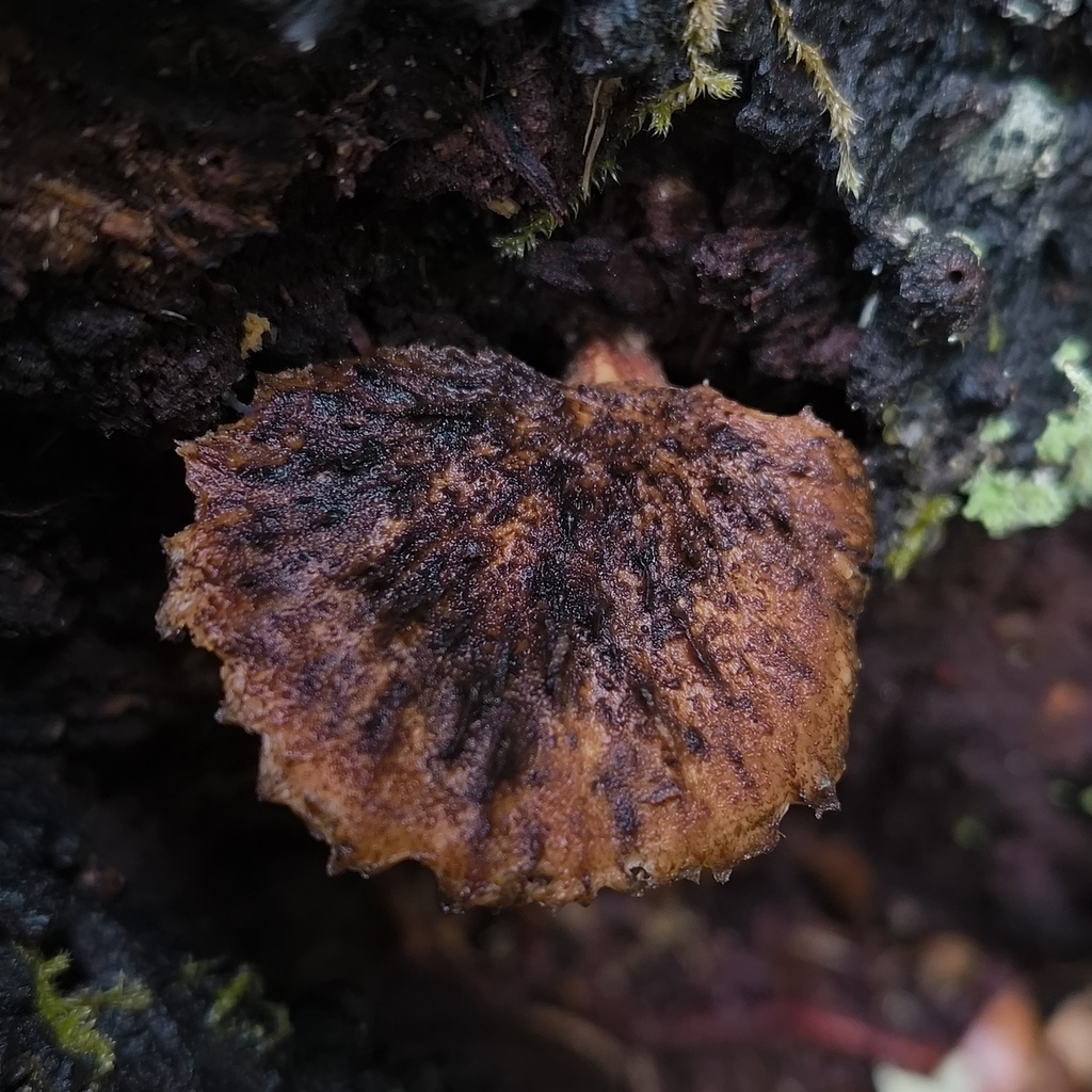 Polyporus xerophyllus · October 2025 · photo: © zedt (iNaturalist, cc-by)