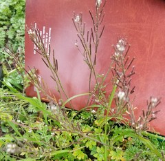 Cardamine