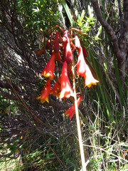 Blandfordia punicea