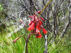 Blandfordia punicea
