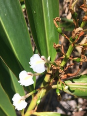 Alpinia caerulea