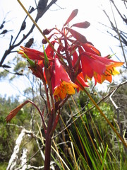 Blandfordia punicea
