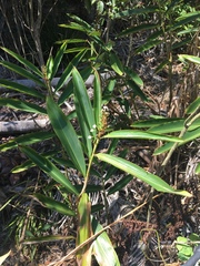 Alpinia caerulea