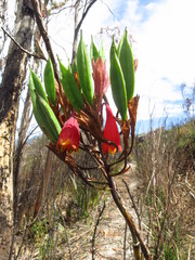Blandfordia punicea