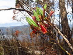 Blandfordia punicea