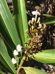 Alpinia caerulea