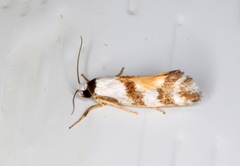 Lichenaula lambda