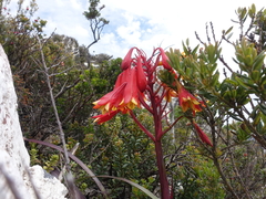 Blandfordia punicea