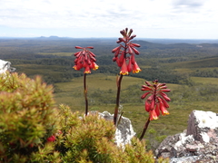 Blandfordia punicea
