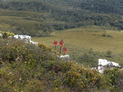 Blandfordia punicea