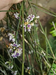 Carmichaelia australis