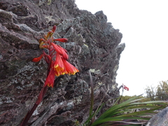 Blandfordia punicea