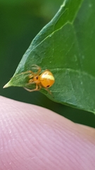 Theridion quadratum