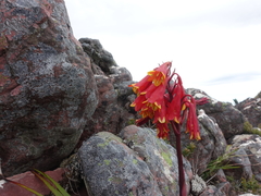 Blandfordia punicea