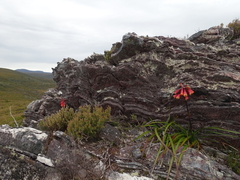 Blandfordia punicea