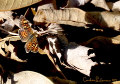 Phyciodes pallescens