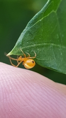 Theridion quadratum