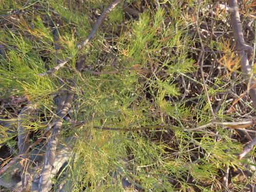 Desert Asparagus (Asparagus pearsonii)