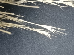 Muhlenbergia depauperata