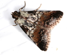 Orthaga rubridiscalis