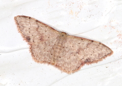 Idaea halmaea
