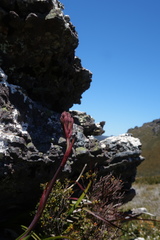 Blandfordia punicea